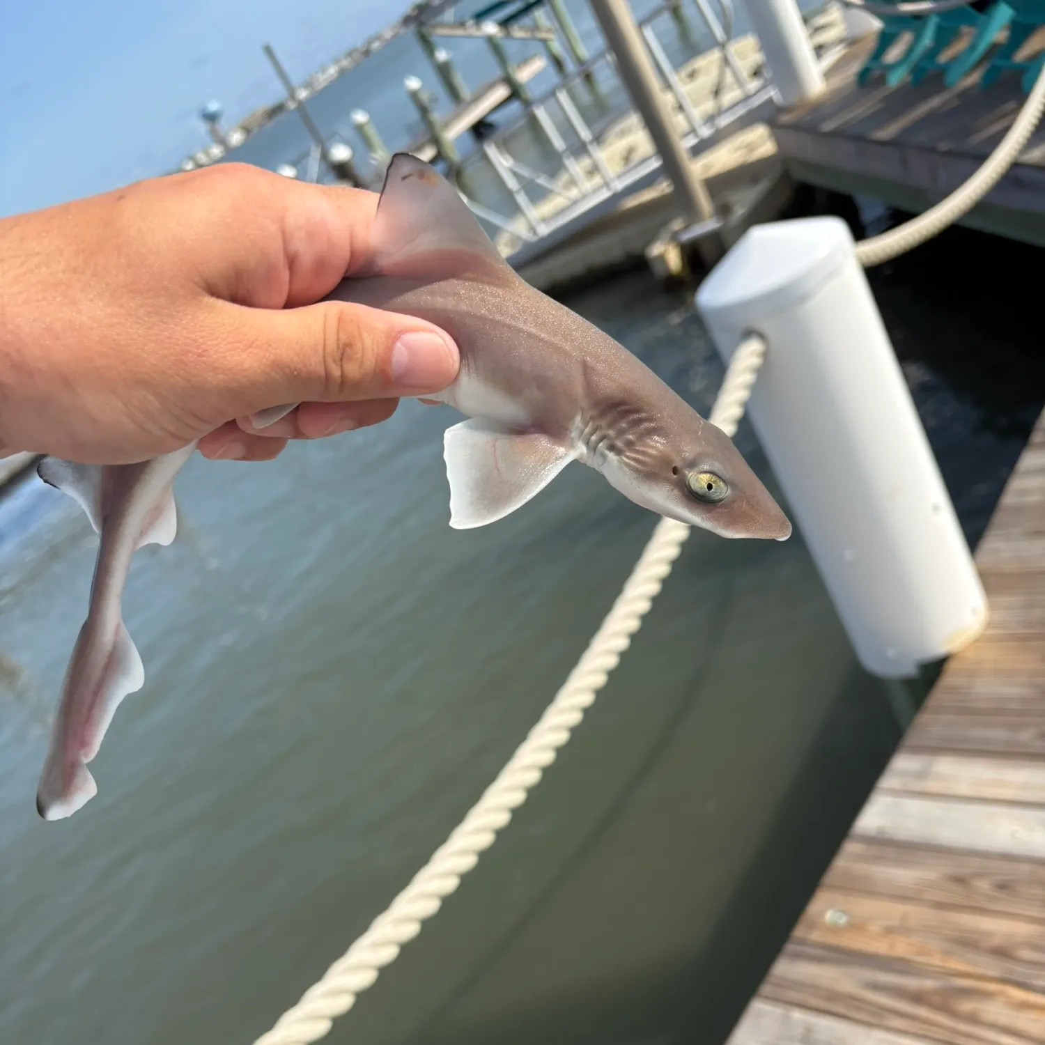 Piked dogfish caught on Fishbrain