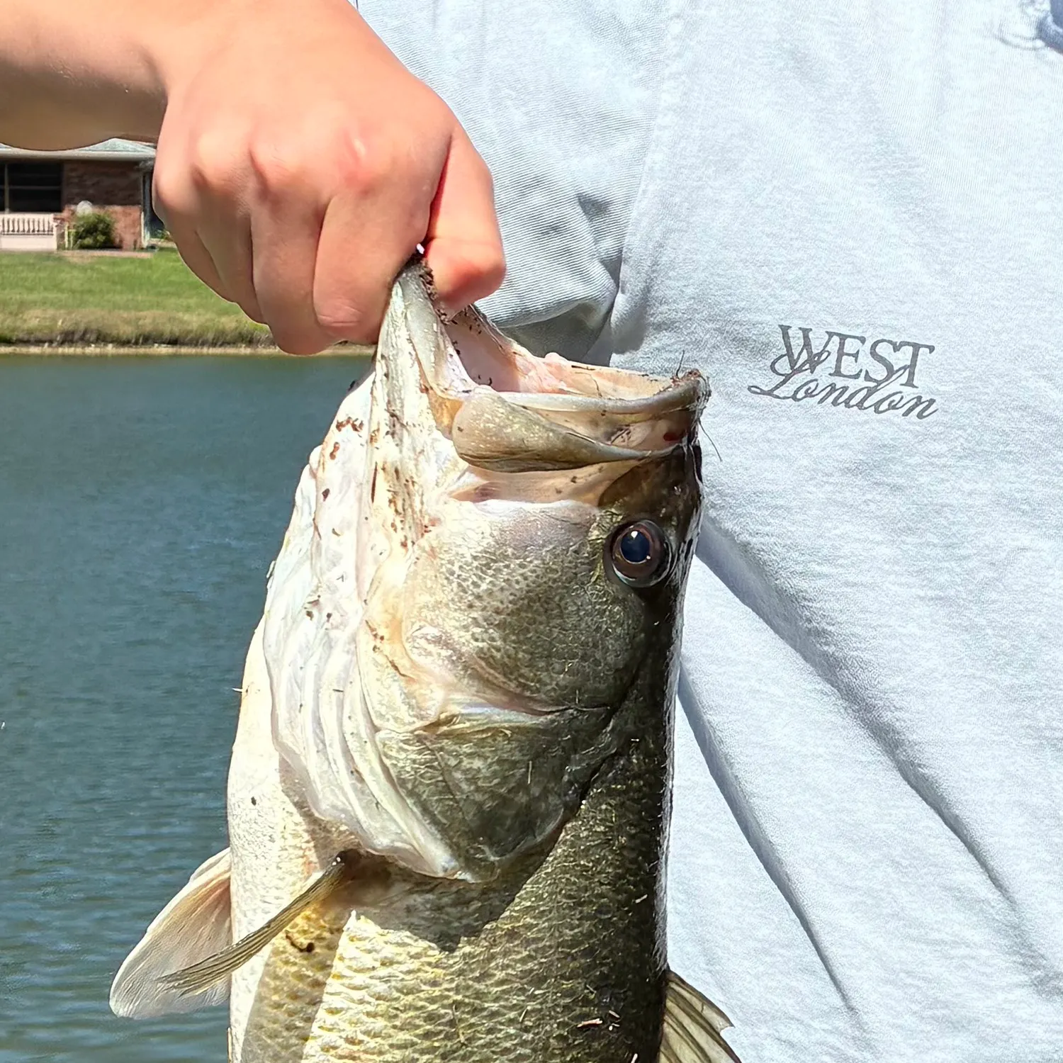 The most recent F1 bass catches on Fishbrain