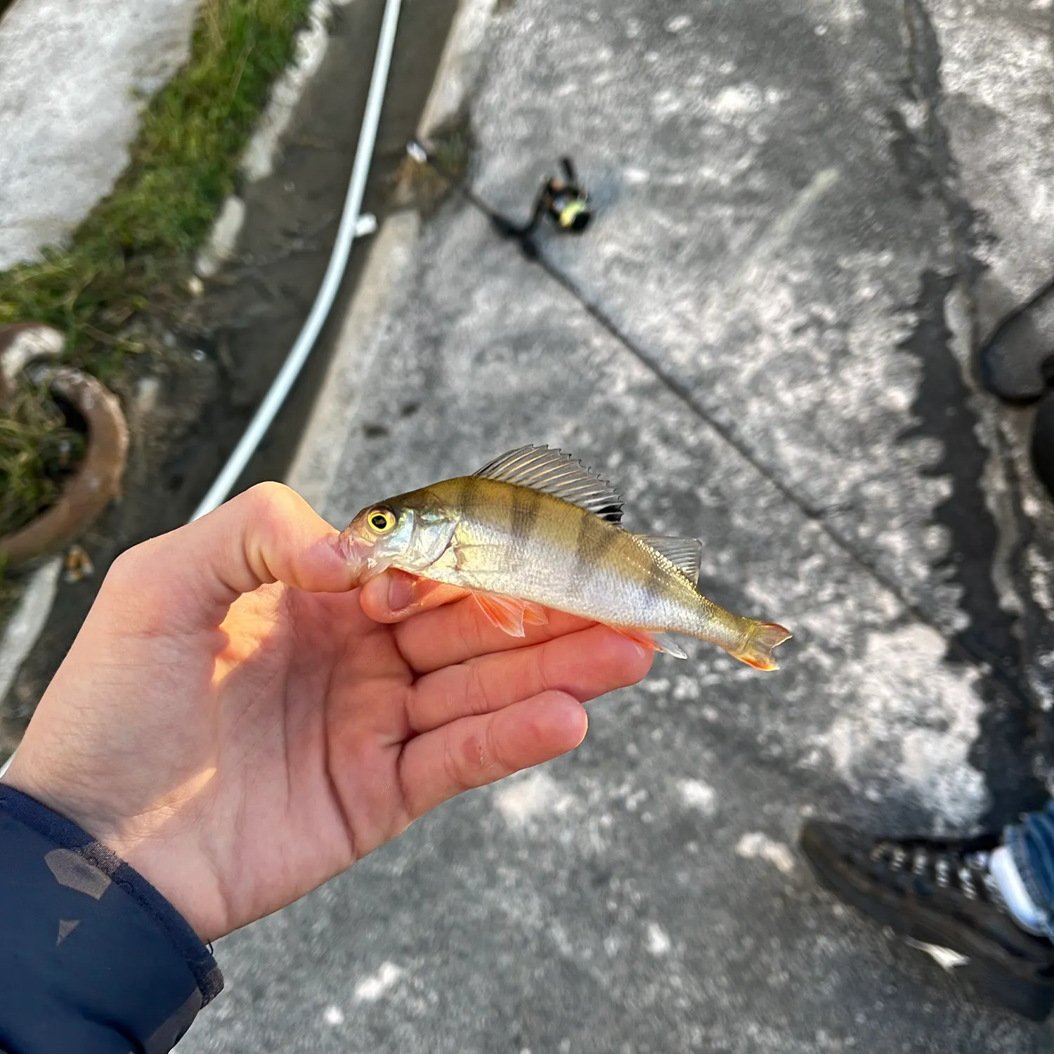 European perch caught on Fishbrain