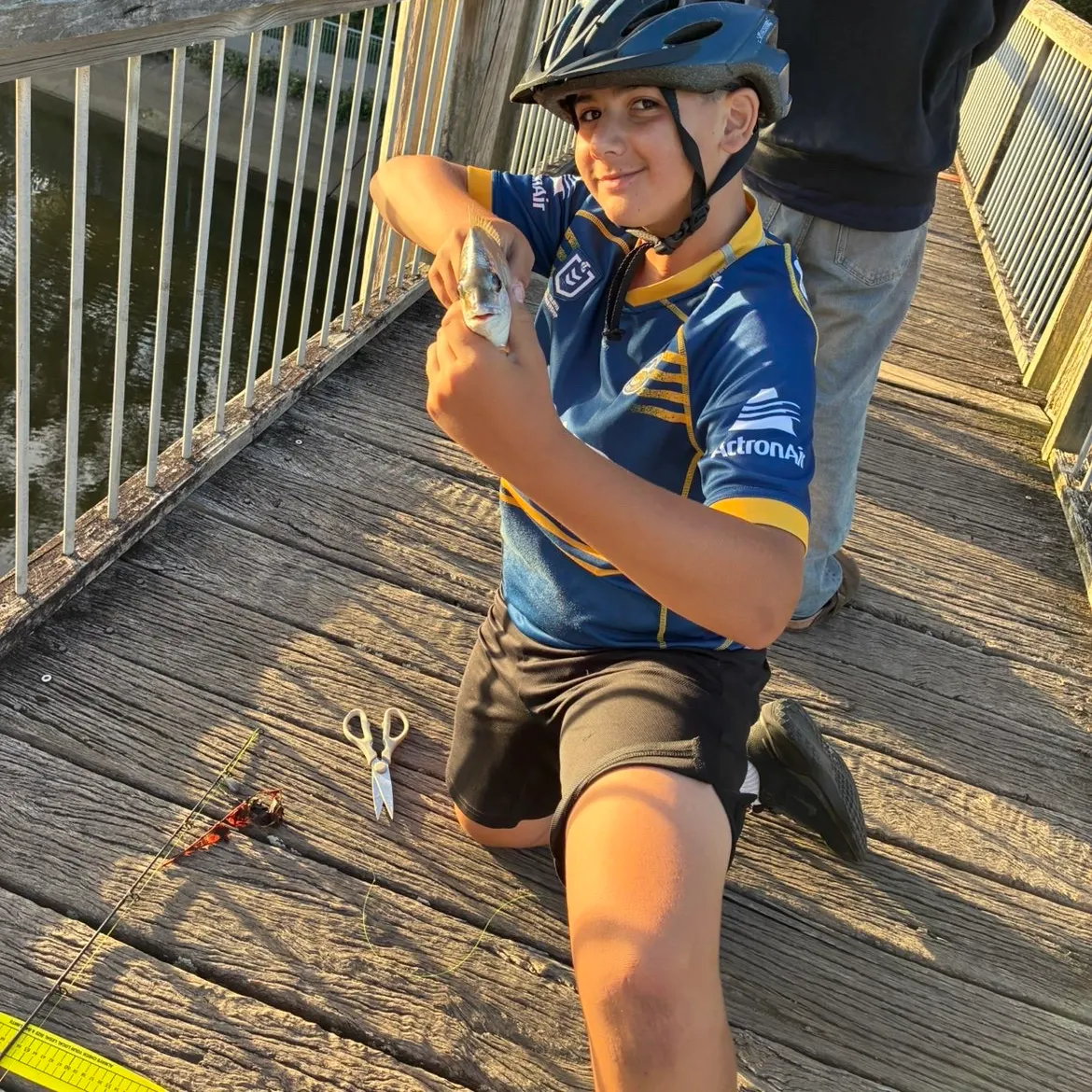 The most recent Southern black bream catches on Fishbrain