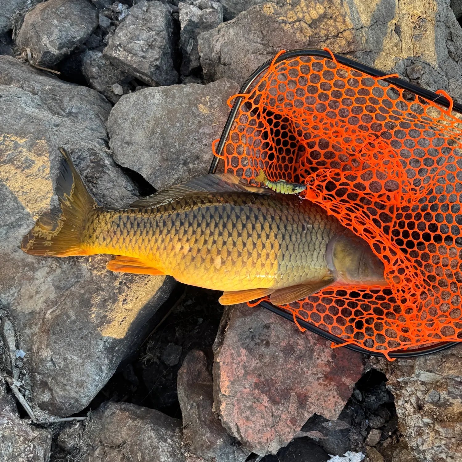 Common carp caught on Fishbrain