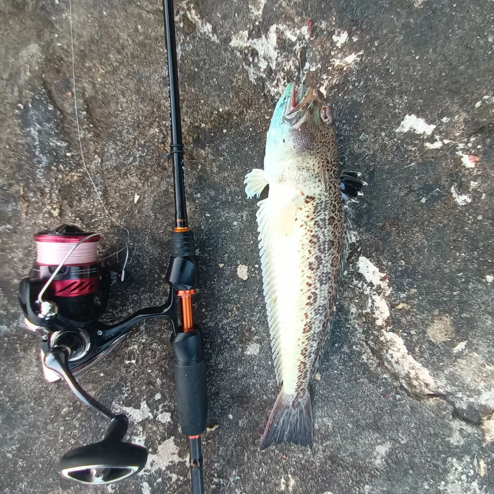 The most recent Greater weever catches on Fishbrain