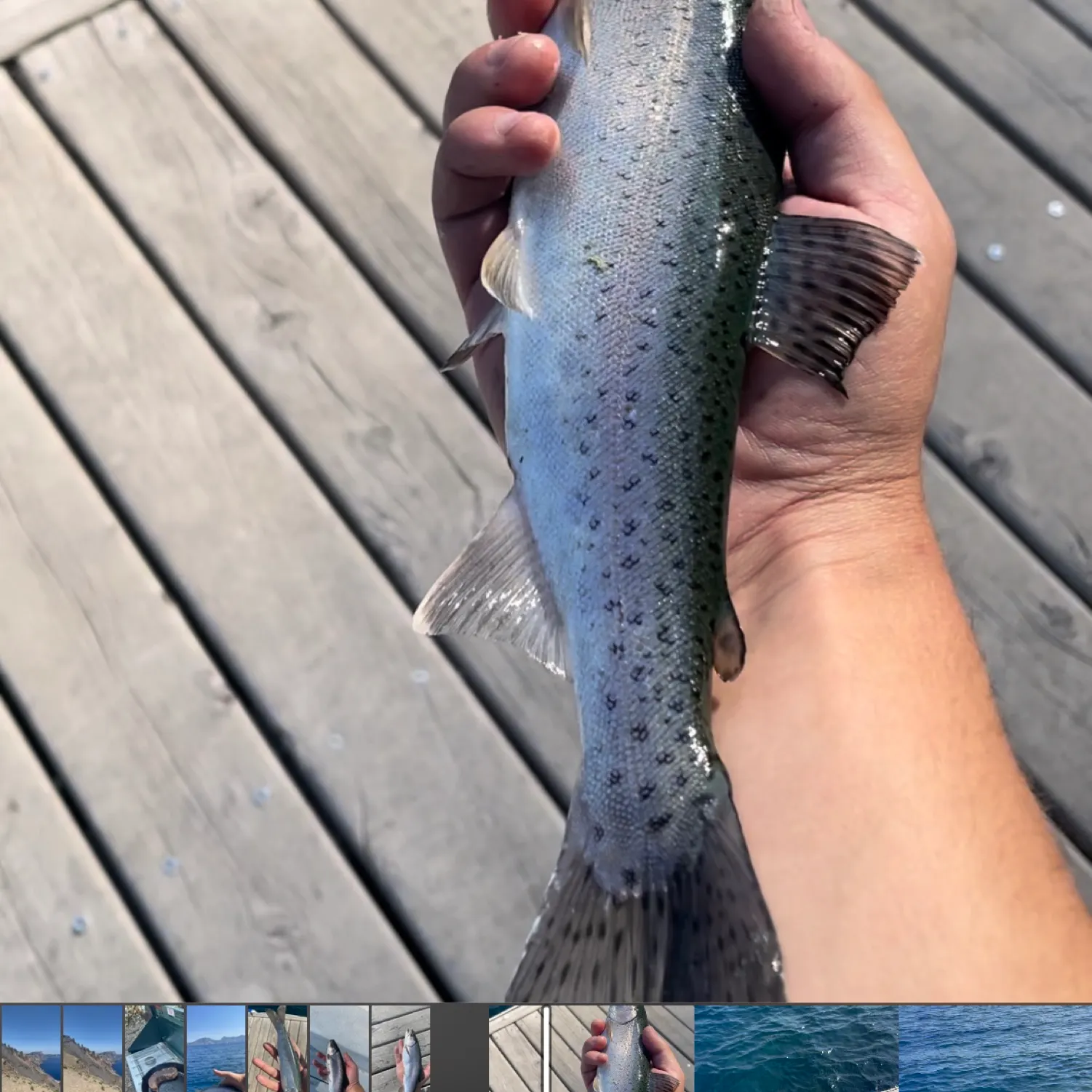 recently logged catches