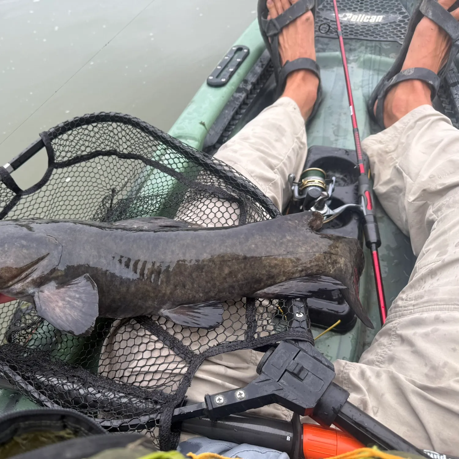 Flathead catfish caught on Fishbrain
