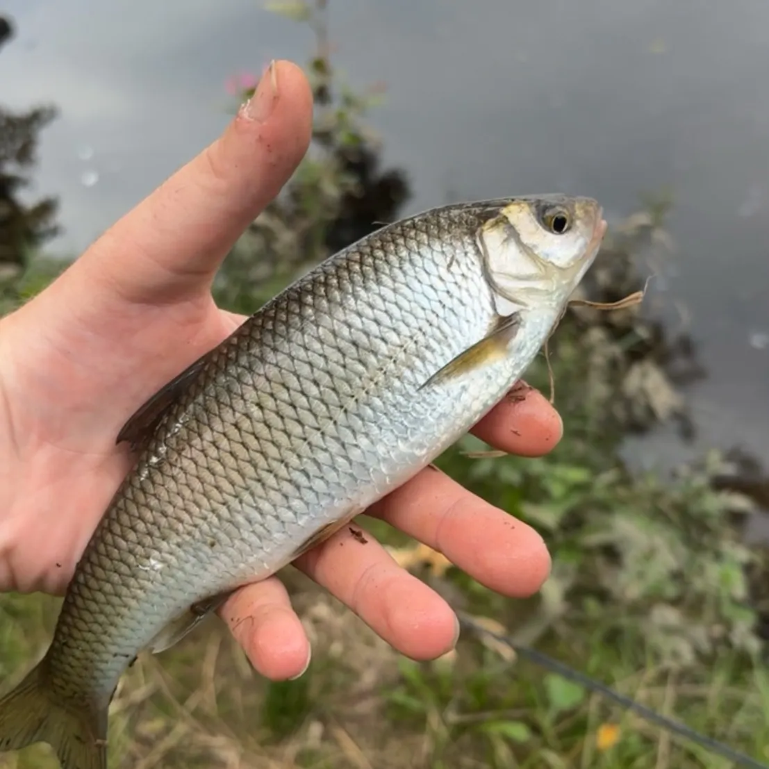 European chub caught on Fishbrain