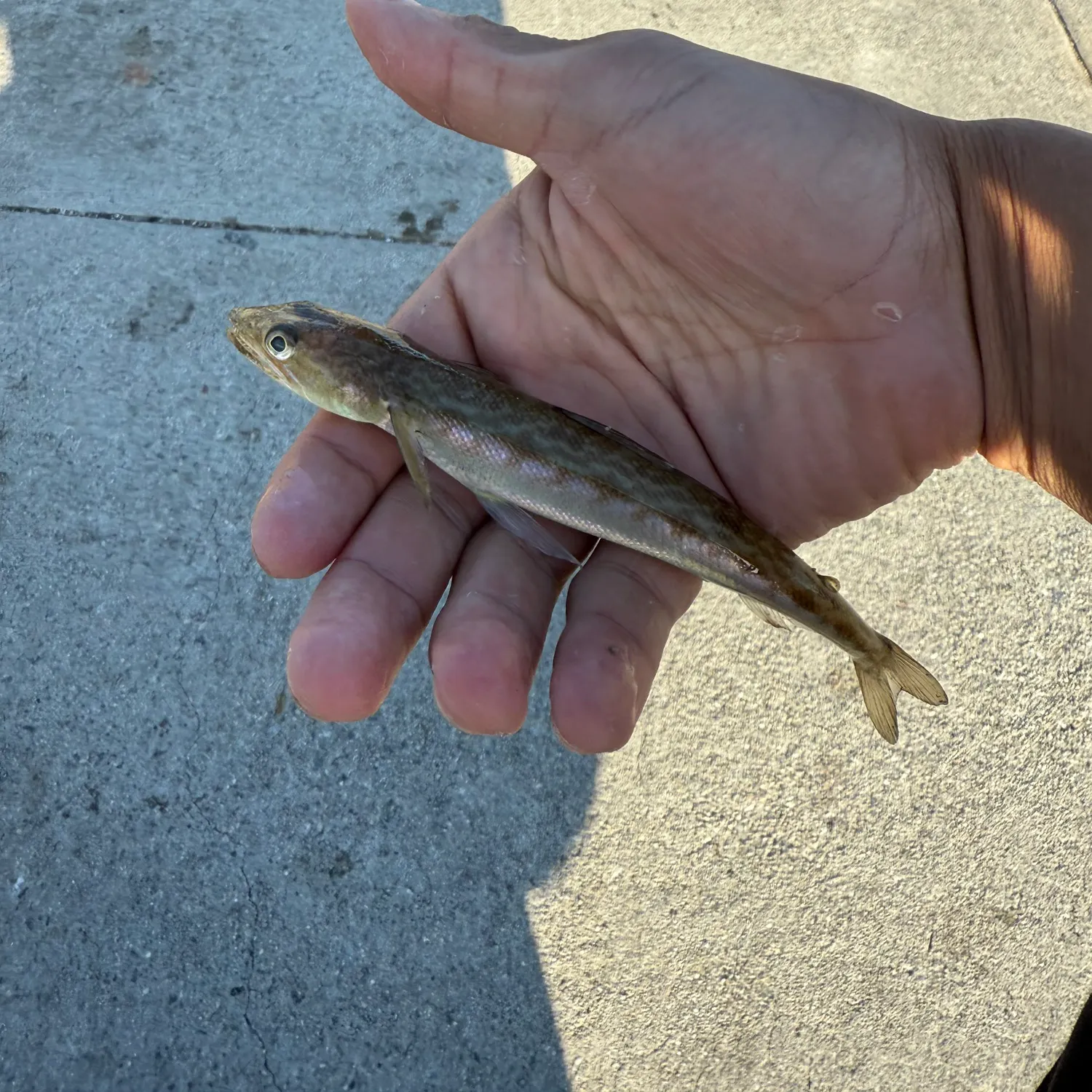 The most recent Inshore lizardfish catches on Fishbrain