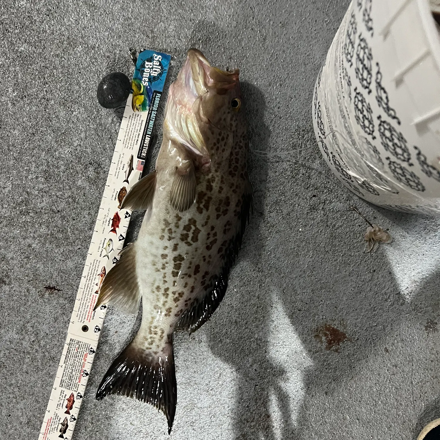 The most recent Scamp grouper catches on Fishbrain