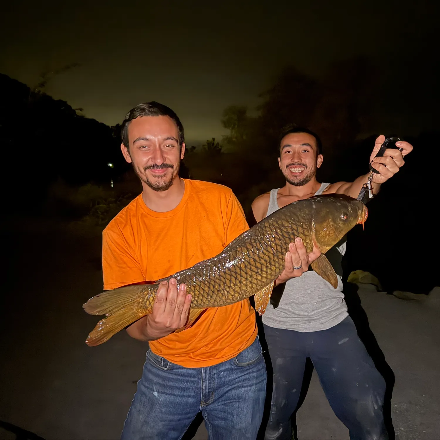 Common carp caught on Fishbrain