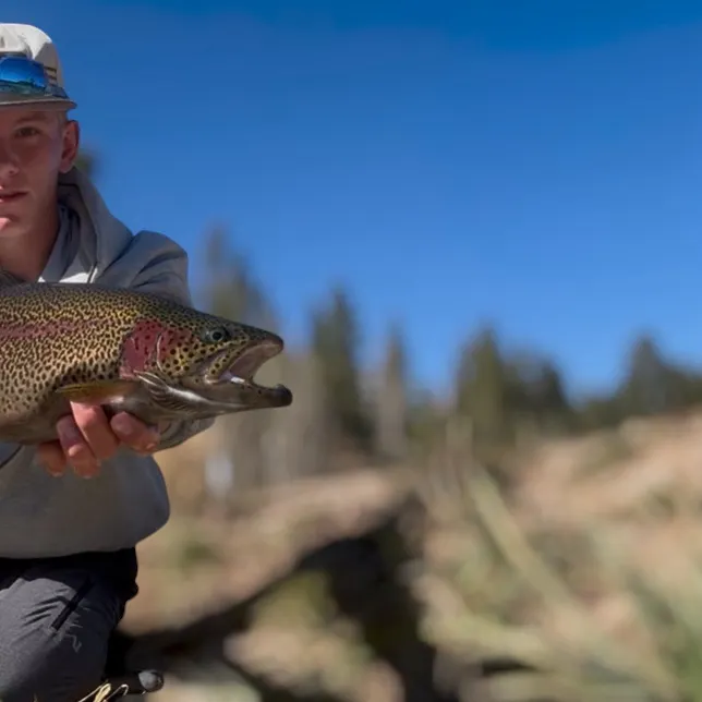 Rainbow trout caught on Fishbrain