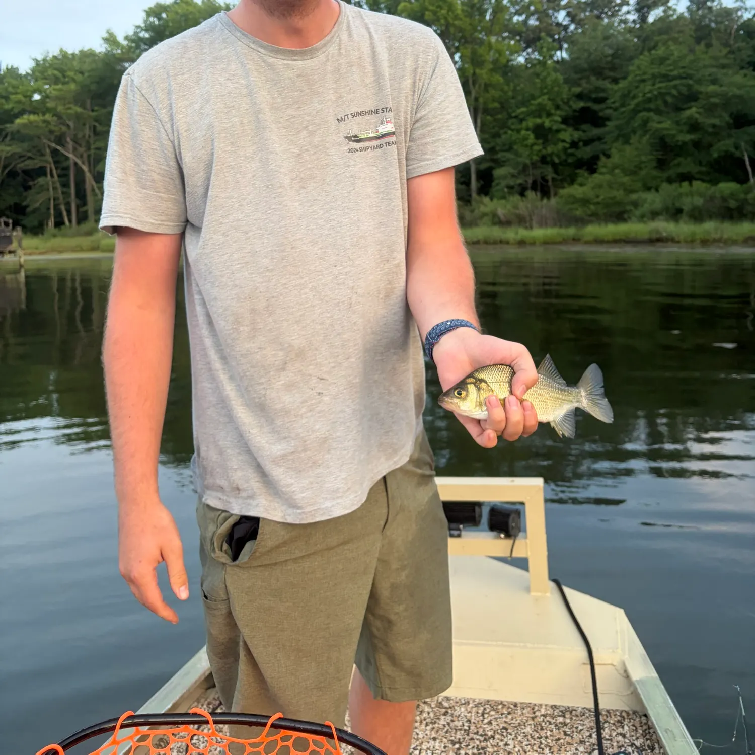 White perch caught on Fishbrain