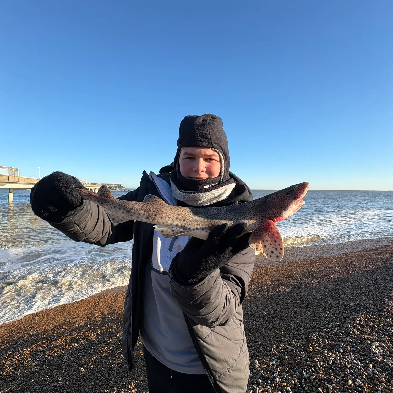 The most recent Lesser spotted dogfish catches on Fishbrain