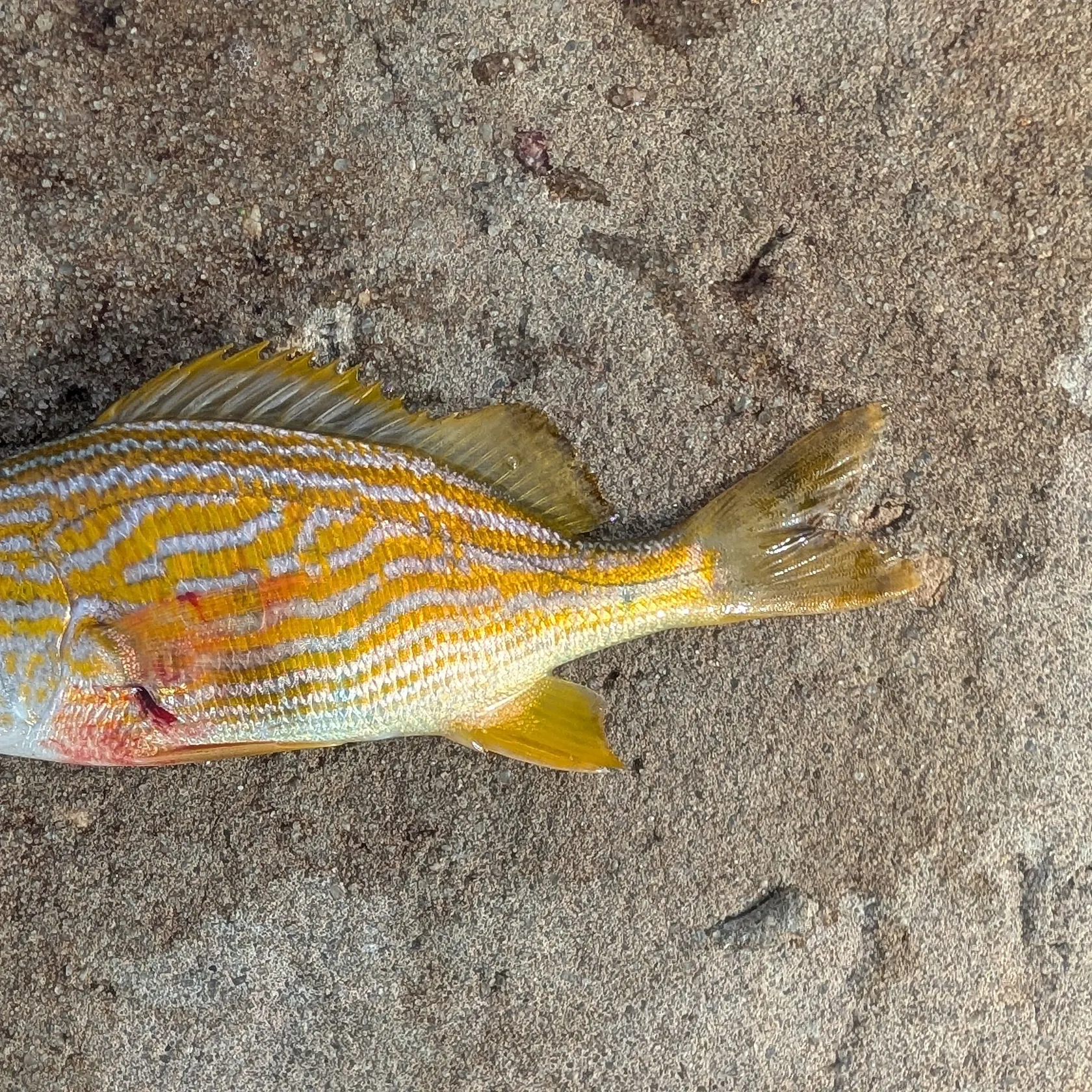 The most recent French grunt catches on Fishbrain