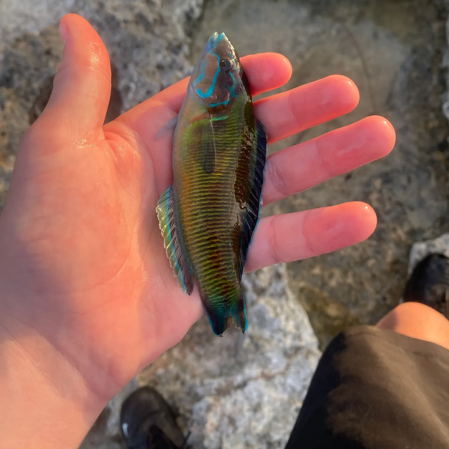 Ornate wrasse caught on Fishbrain
