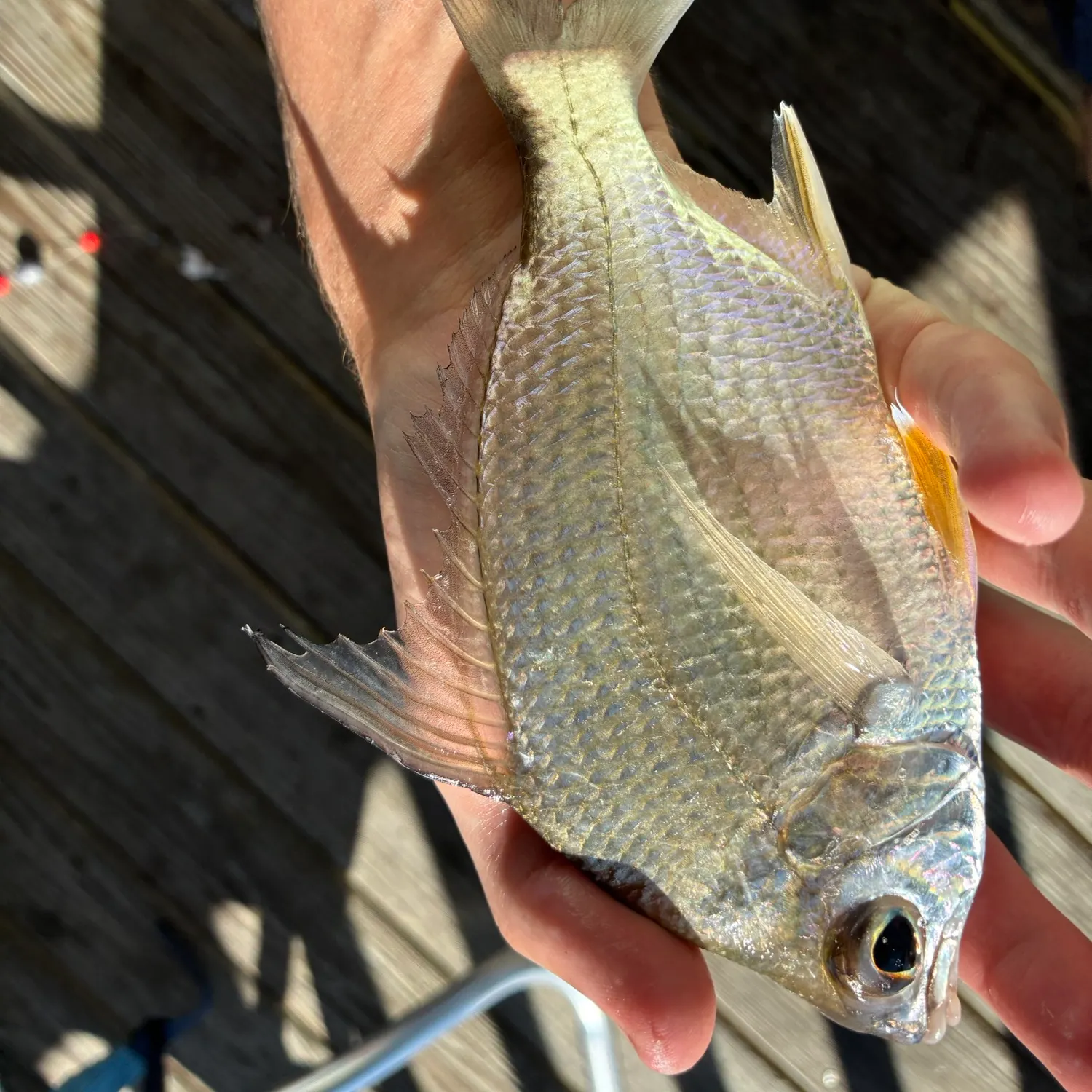 The most recent Irish mojarra catches on Fishbrain