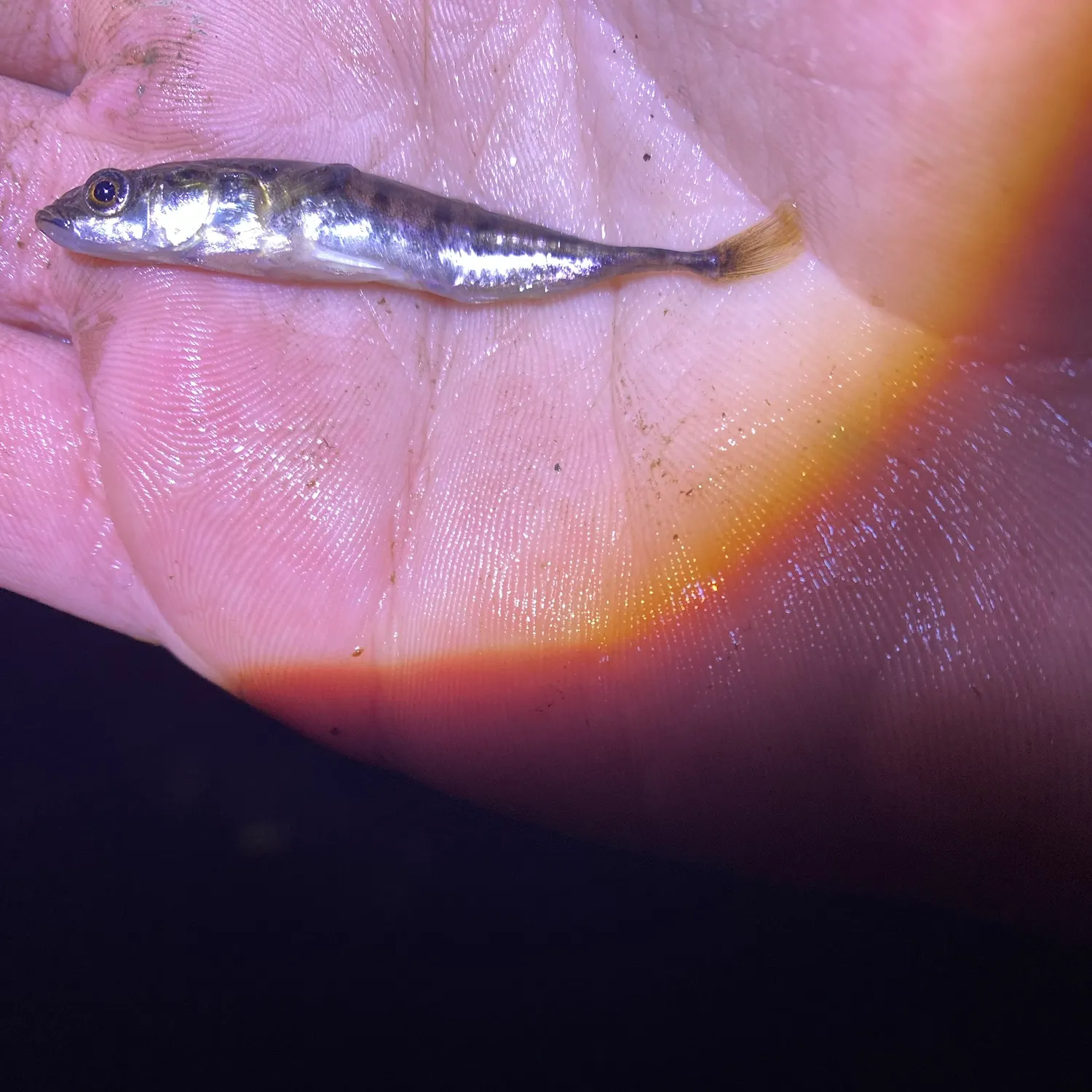 The most recent Ninespine stickleback catches on Fishbrain