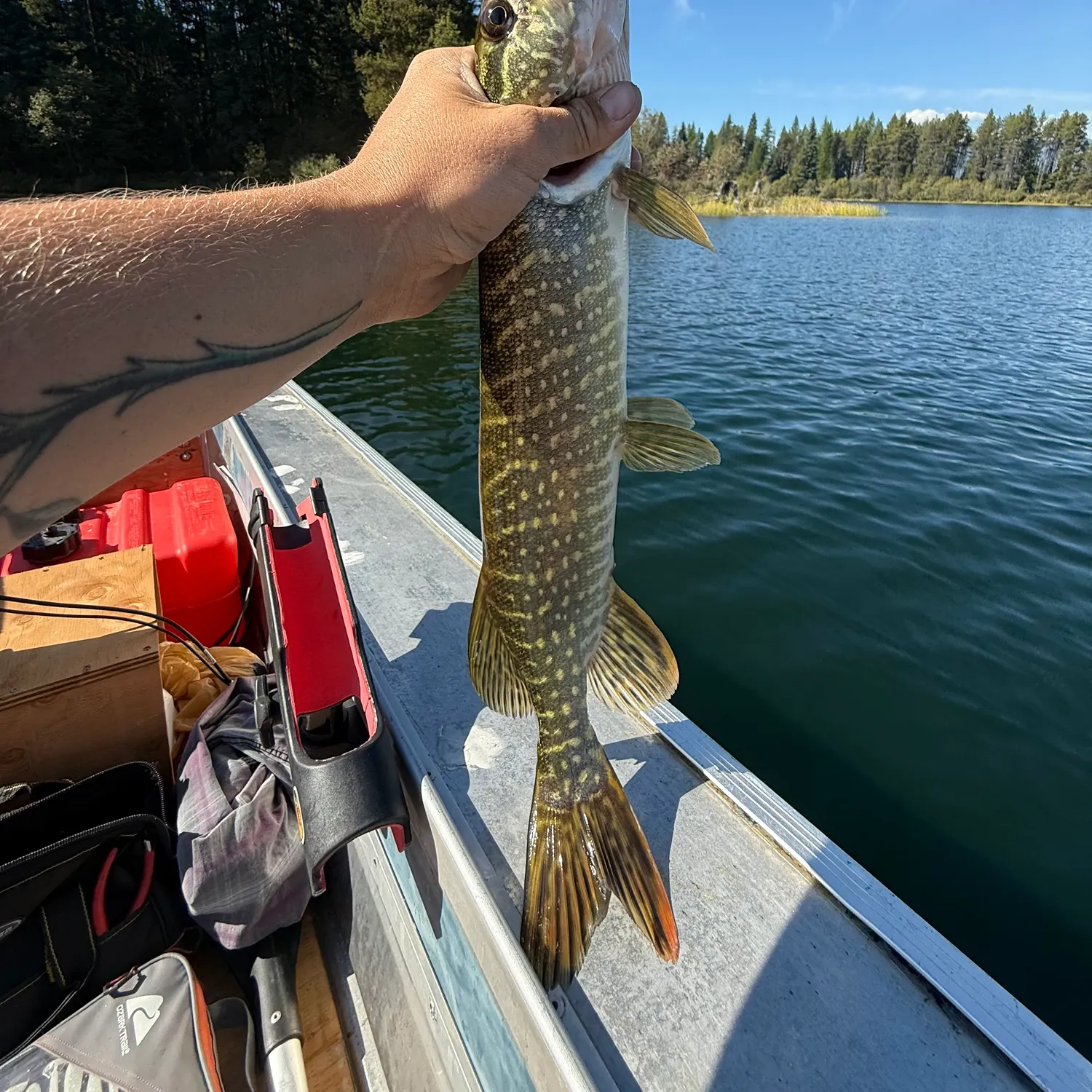 Northern pike caught on Fishbrain