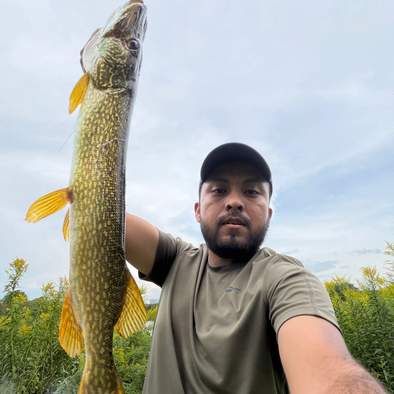 Northern pike caught on Fishbrain