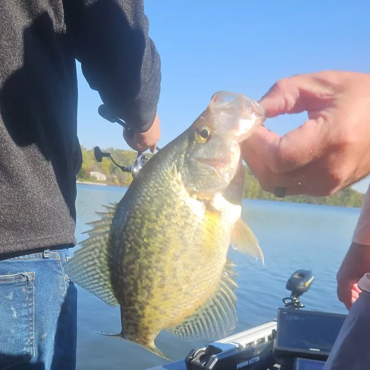 Black crappie caught on Fishbrain