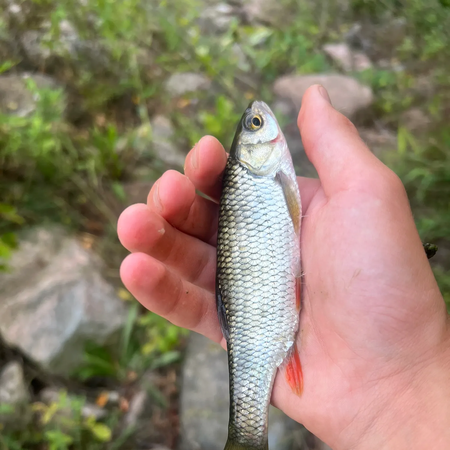 European chub caught on Fishbrain