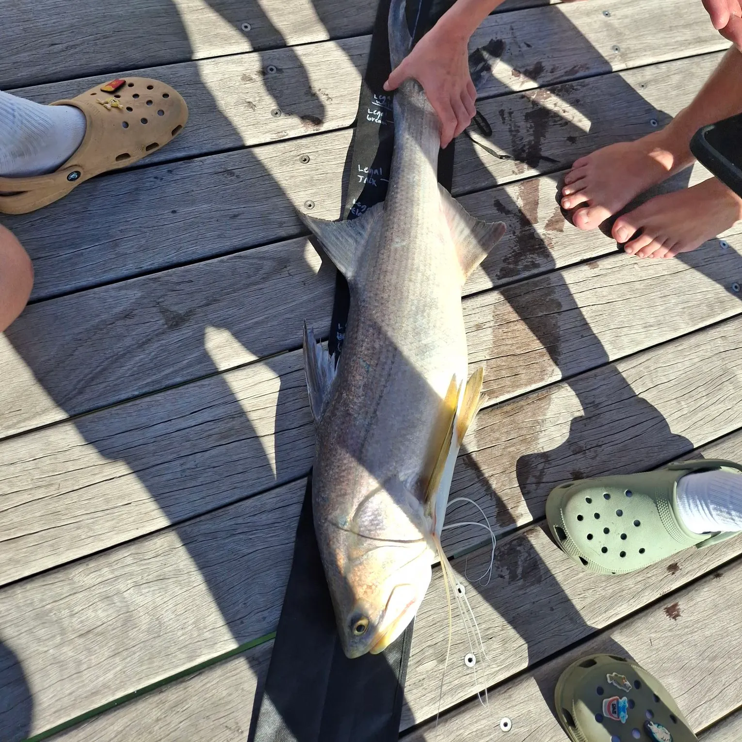 The most recent King threadfin catches on Fishbrain