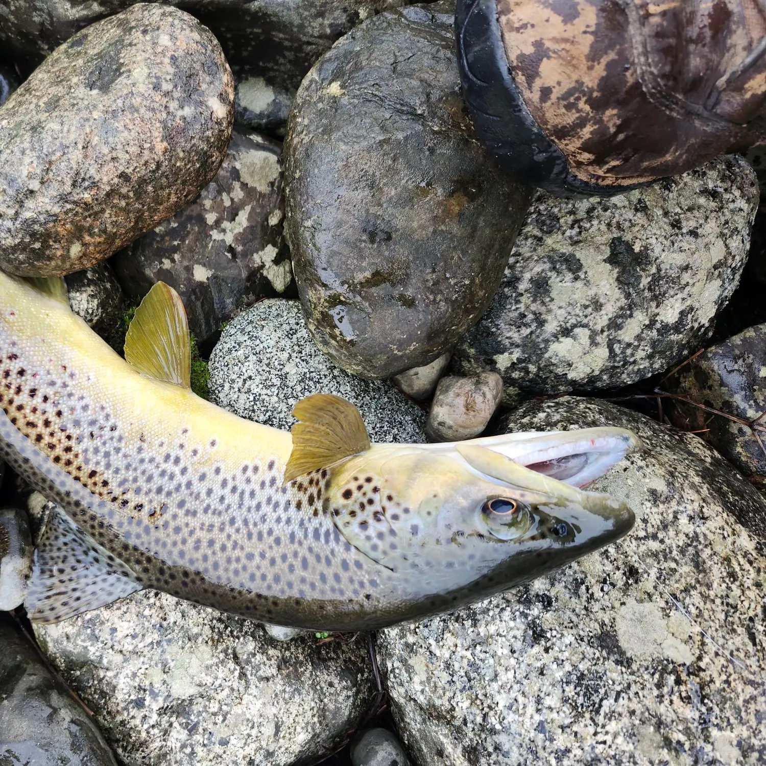 The most recent Brown trout catches on Fishbrain
