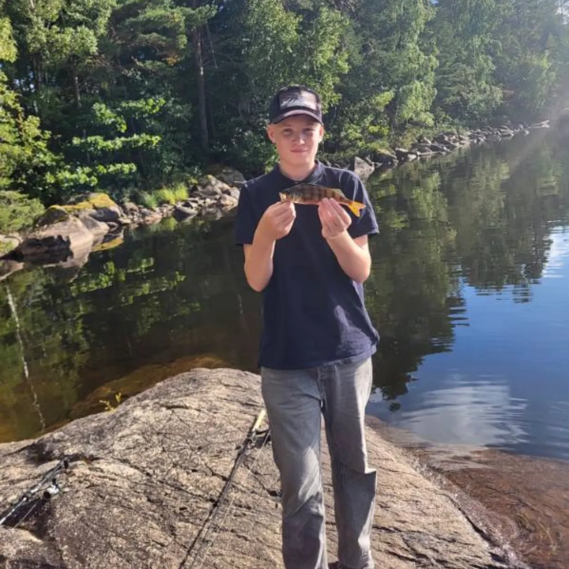 European perch caught on Fishbrain