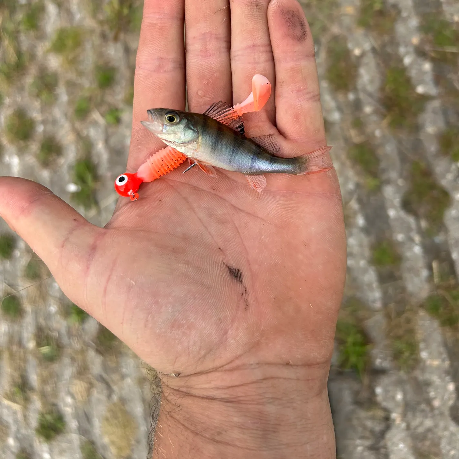 Fish caught on Fishbrain