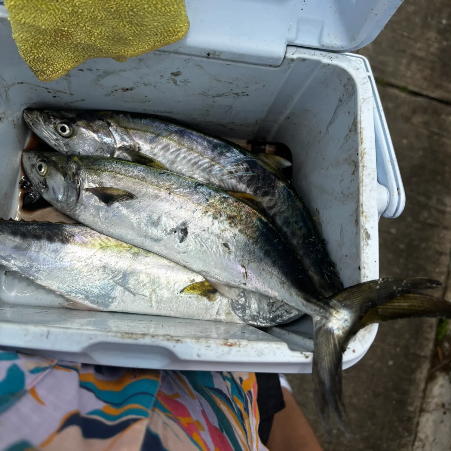 recently logged catches