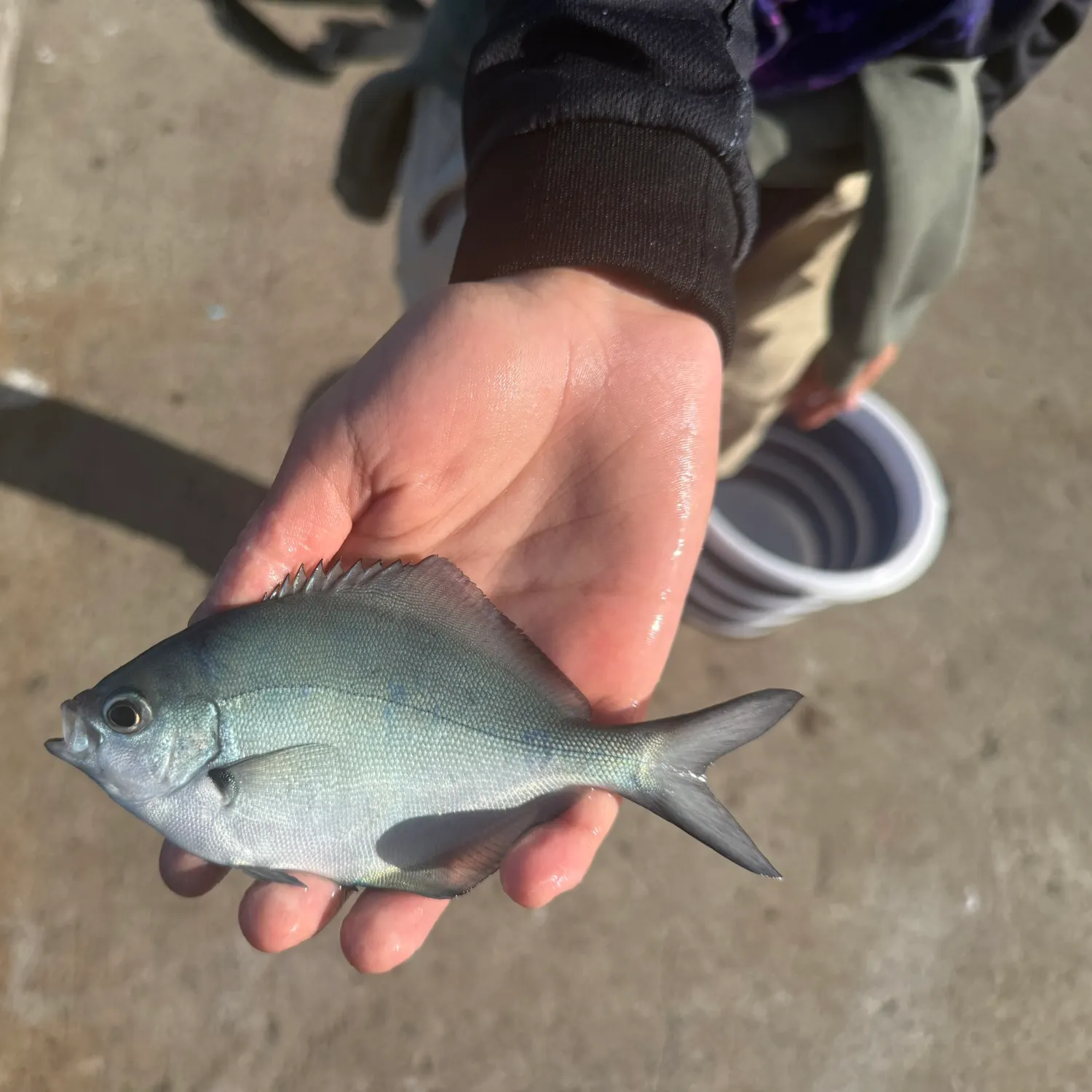 The most recent Silver sweep catches on Fishbrain