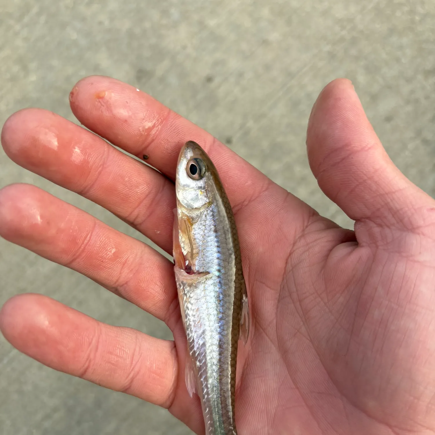 The most recent Spottail shiner catches on Fishbrain