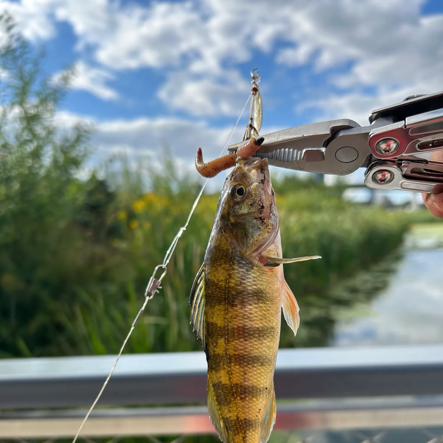 Yellow perch caught on Fishbrain