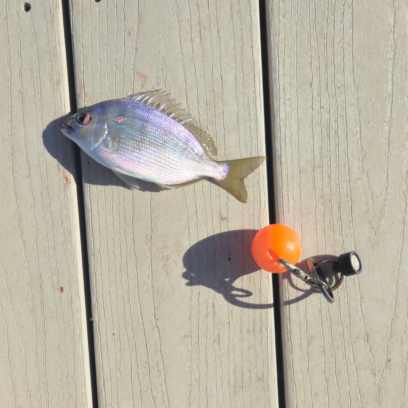 Pinfish caught on Fishbrain