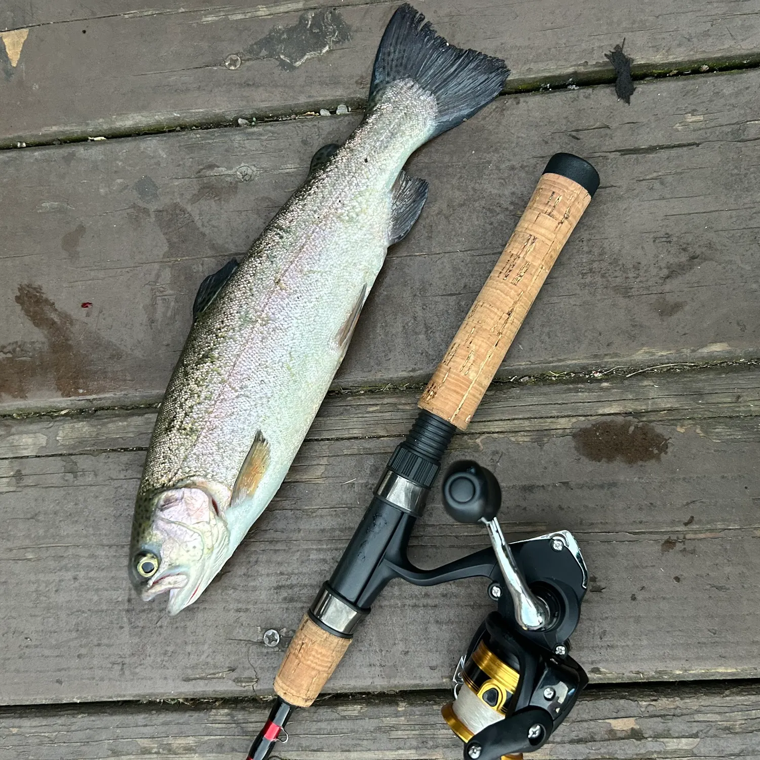 Rainbow trout caught on Fishbrain