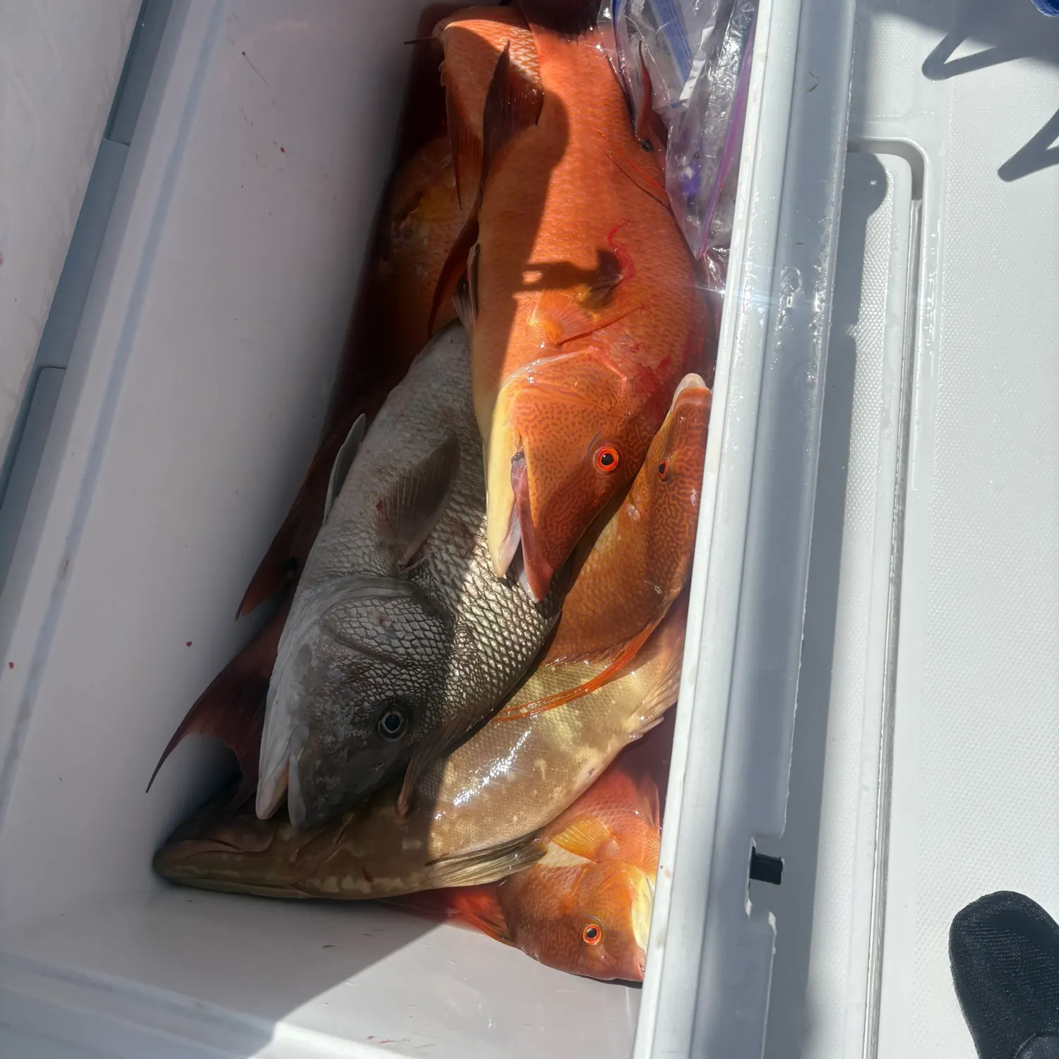The most recent Cubera snapper catches on Fishbrain
