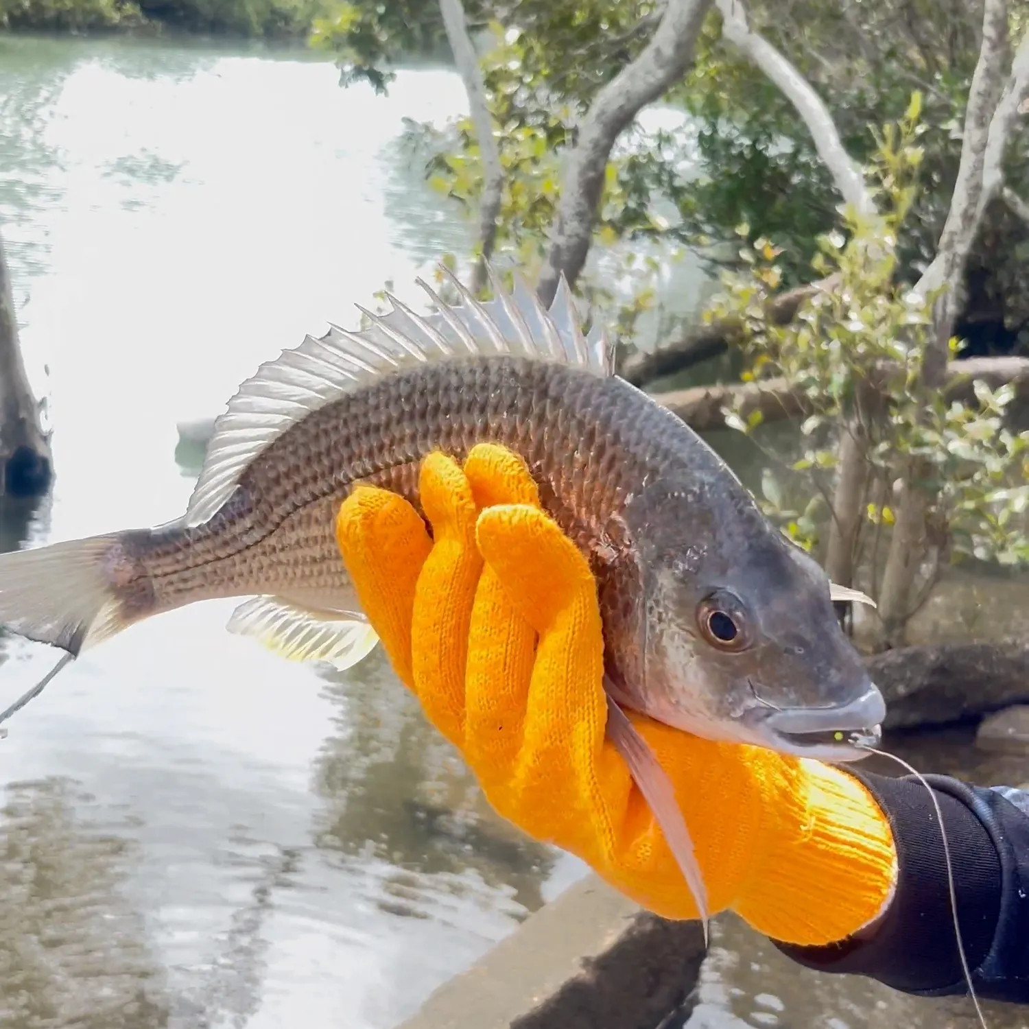 The most recent Surf bream catches on Fishbrain