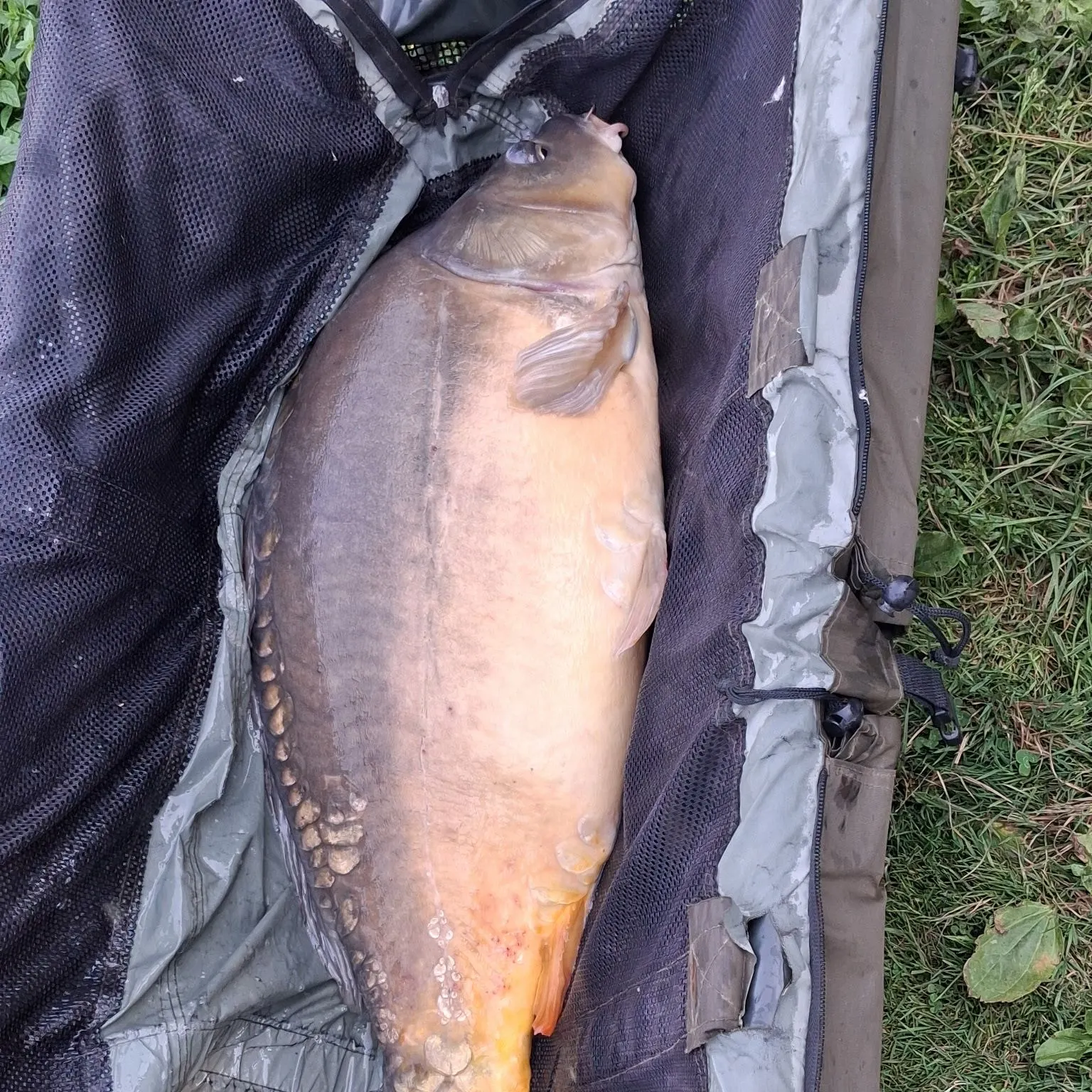 Mirror carp caught on Fishbrain