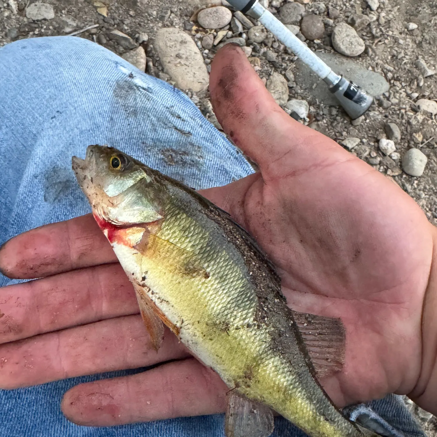 Yellow perch caught on Fishbrain