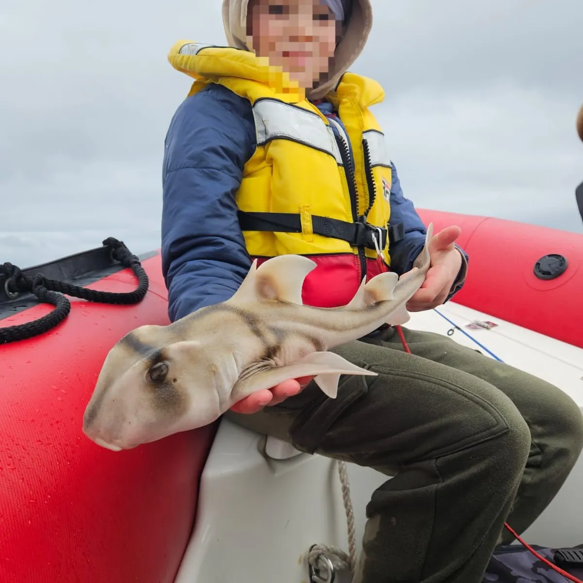 The most recent Port Jackson shark catches on Fishbrain