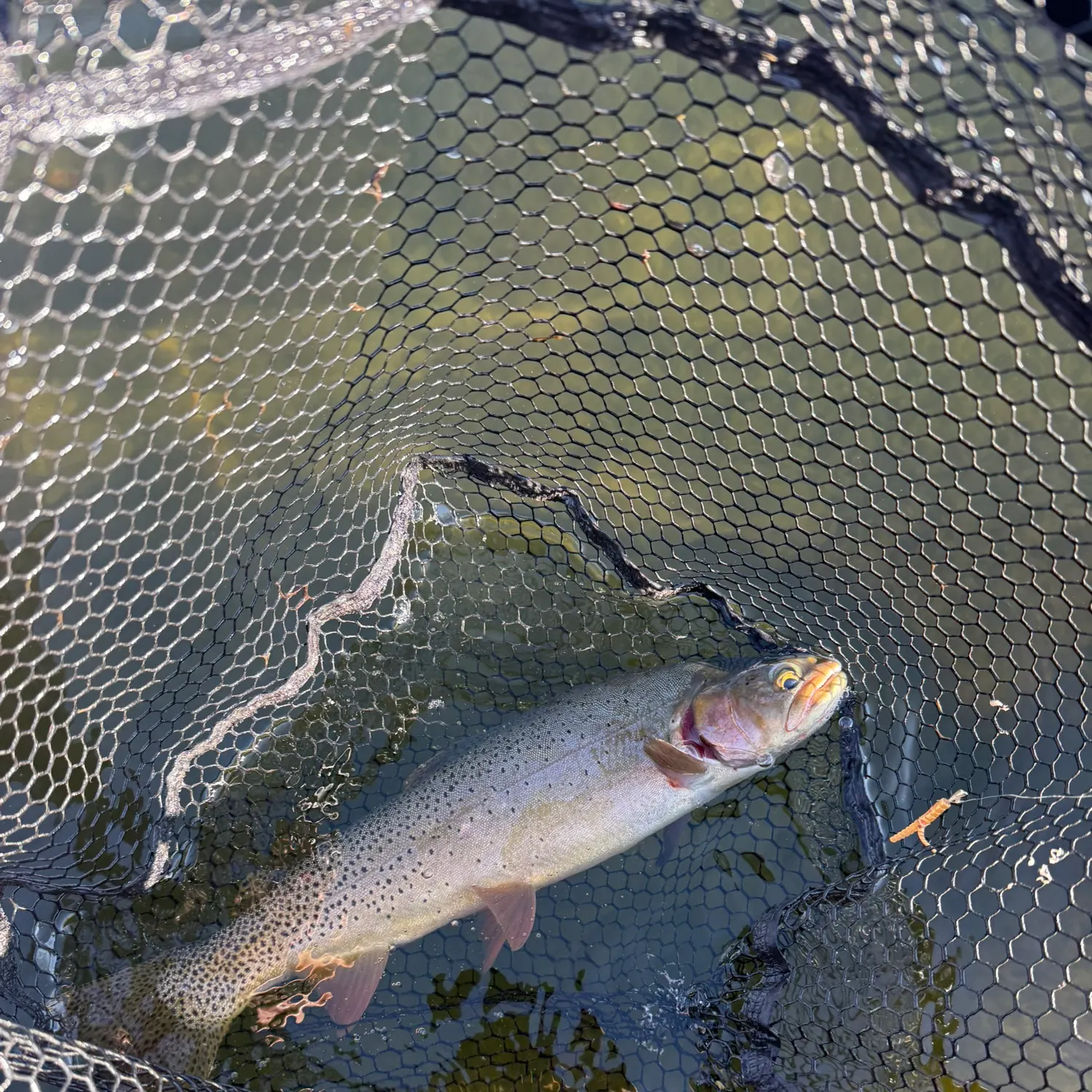 Yellowstone cutthroat trout caught on Fishbrain