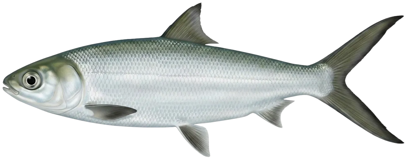 Milkfish