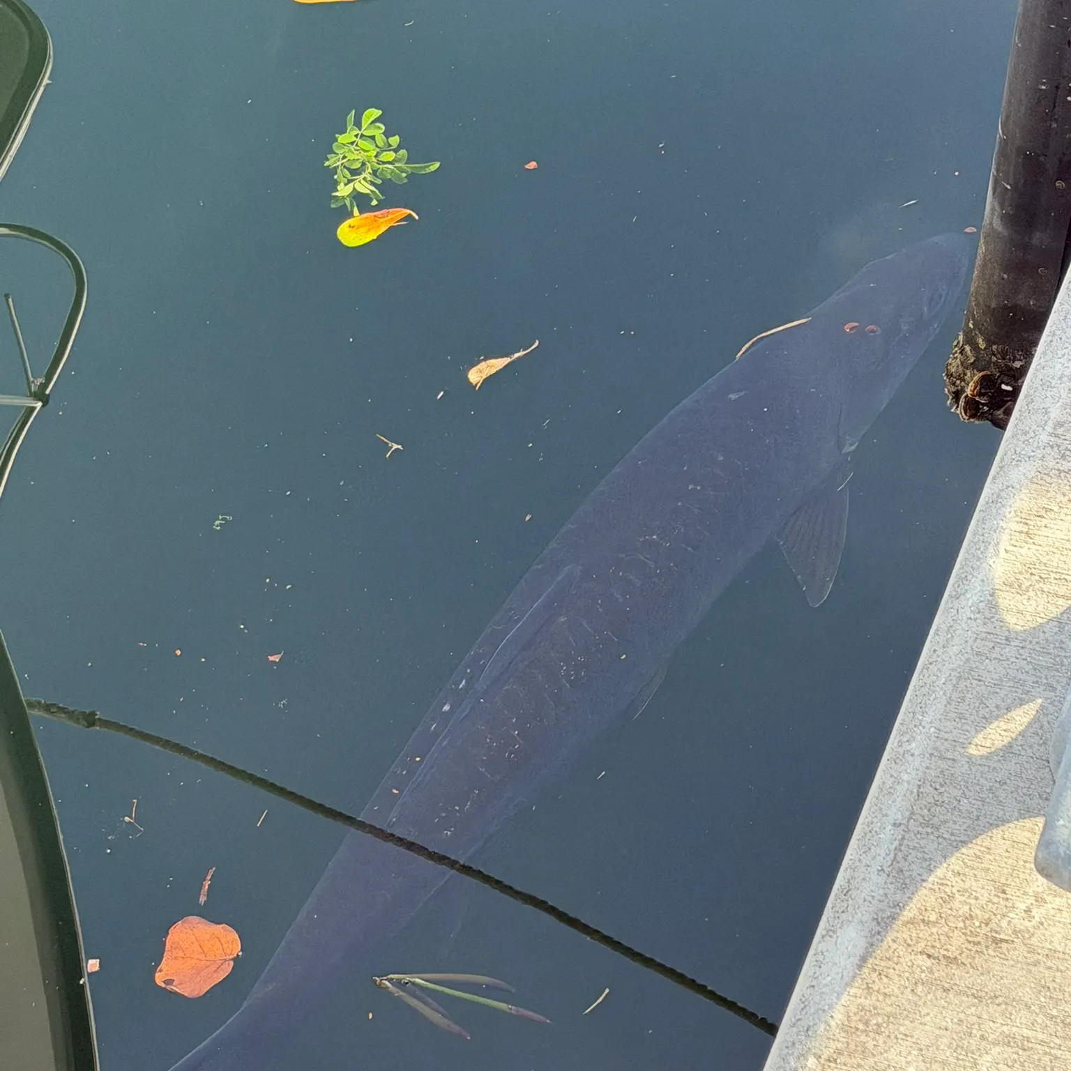 The most recent Tarpon catches on Fishbrain