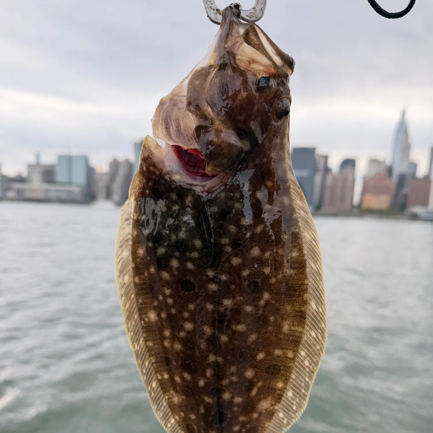 Summer flounder caught on Fishbrain