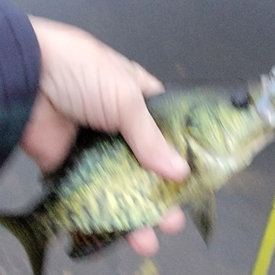 Black crappie caught on Fishbrain