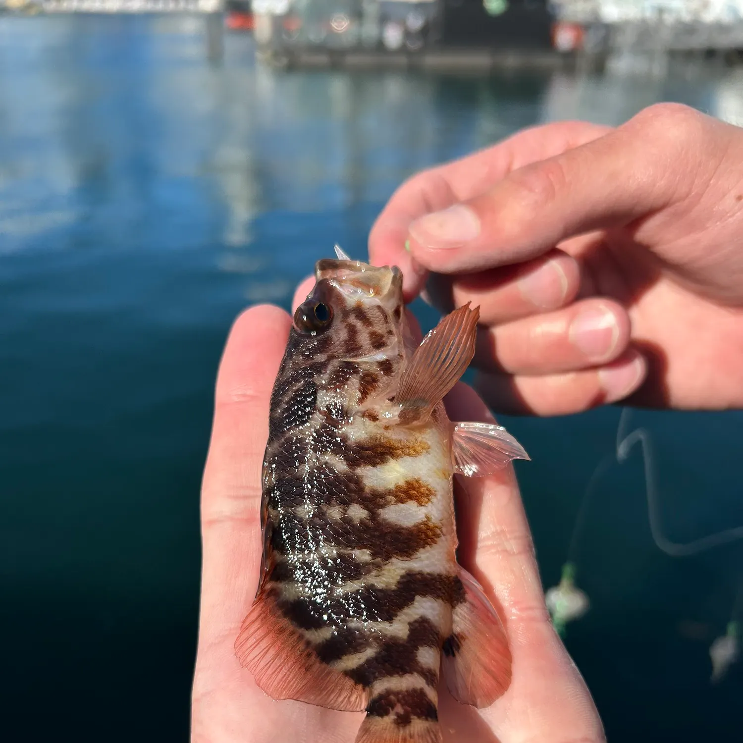 The most recent Cirrhitops fasciatus catches on Fishbrain