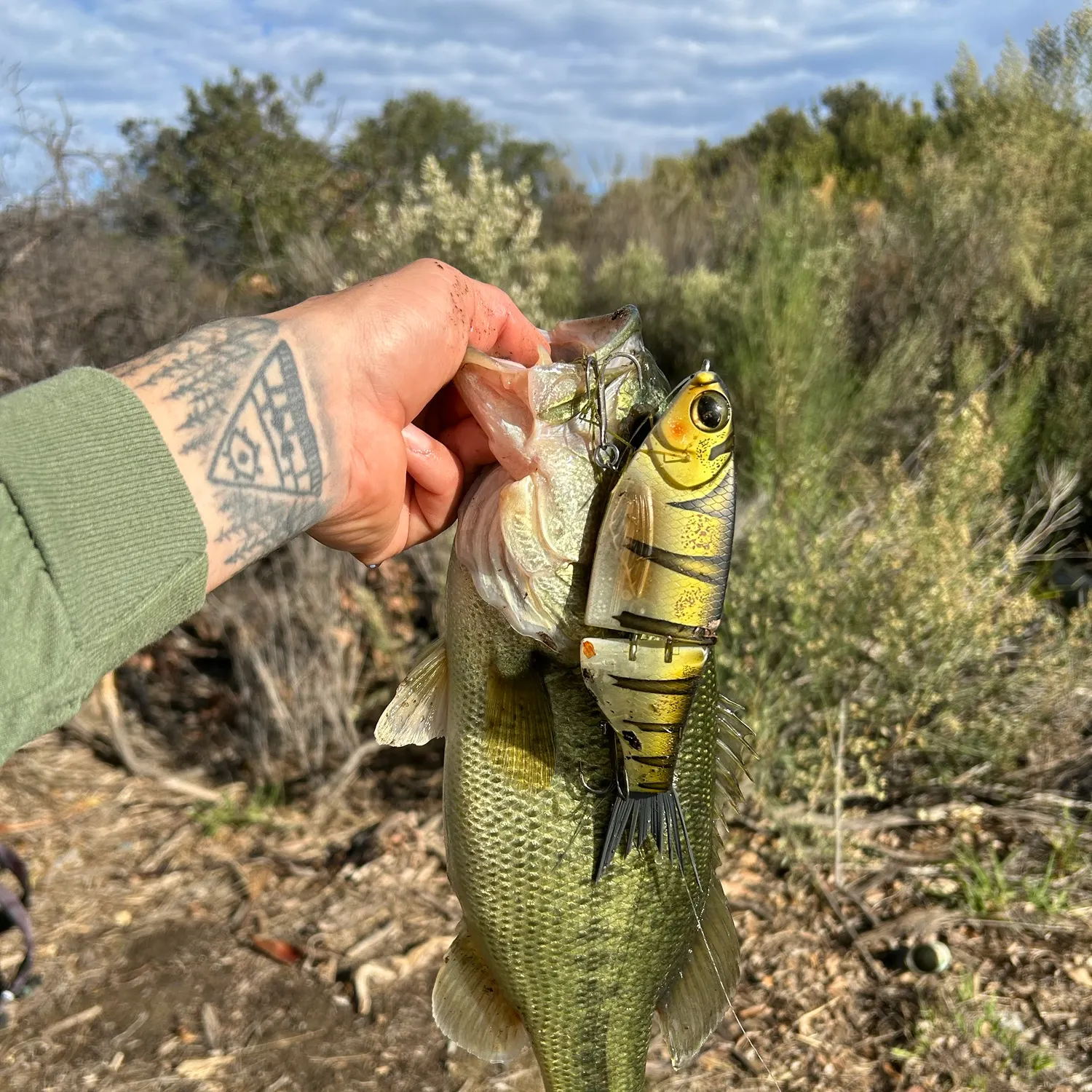 Largemouth bass caught on Fishbrain
