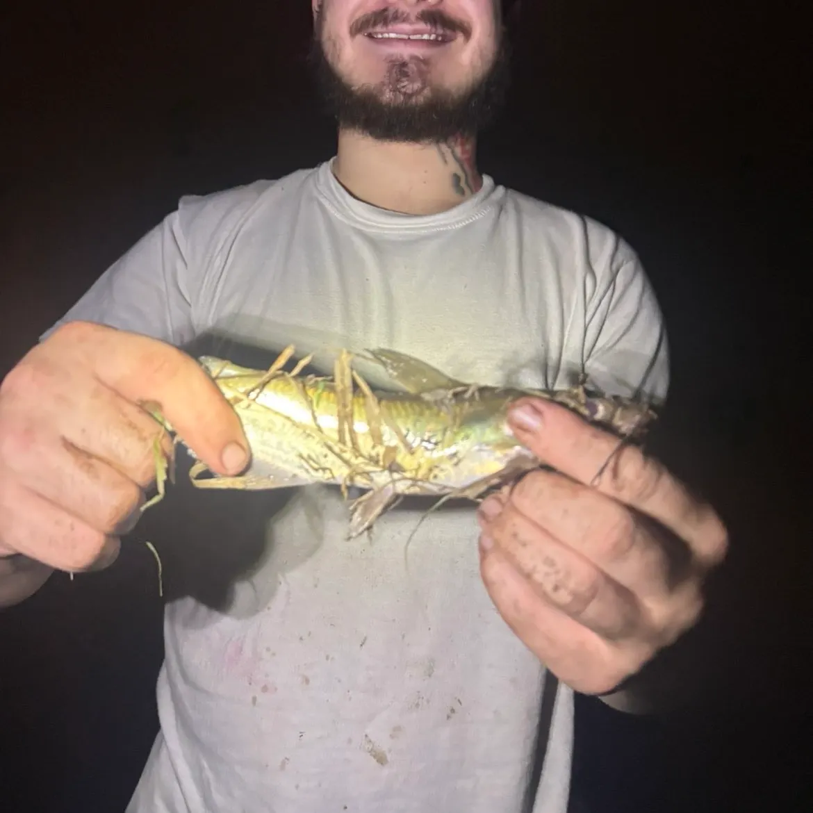 Channel catfish caught on Fishbrain