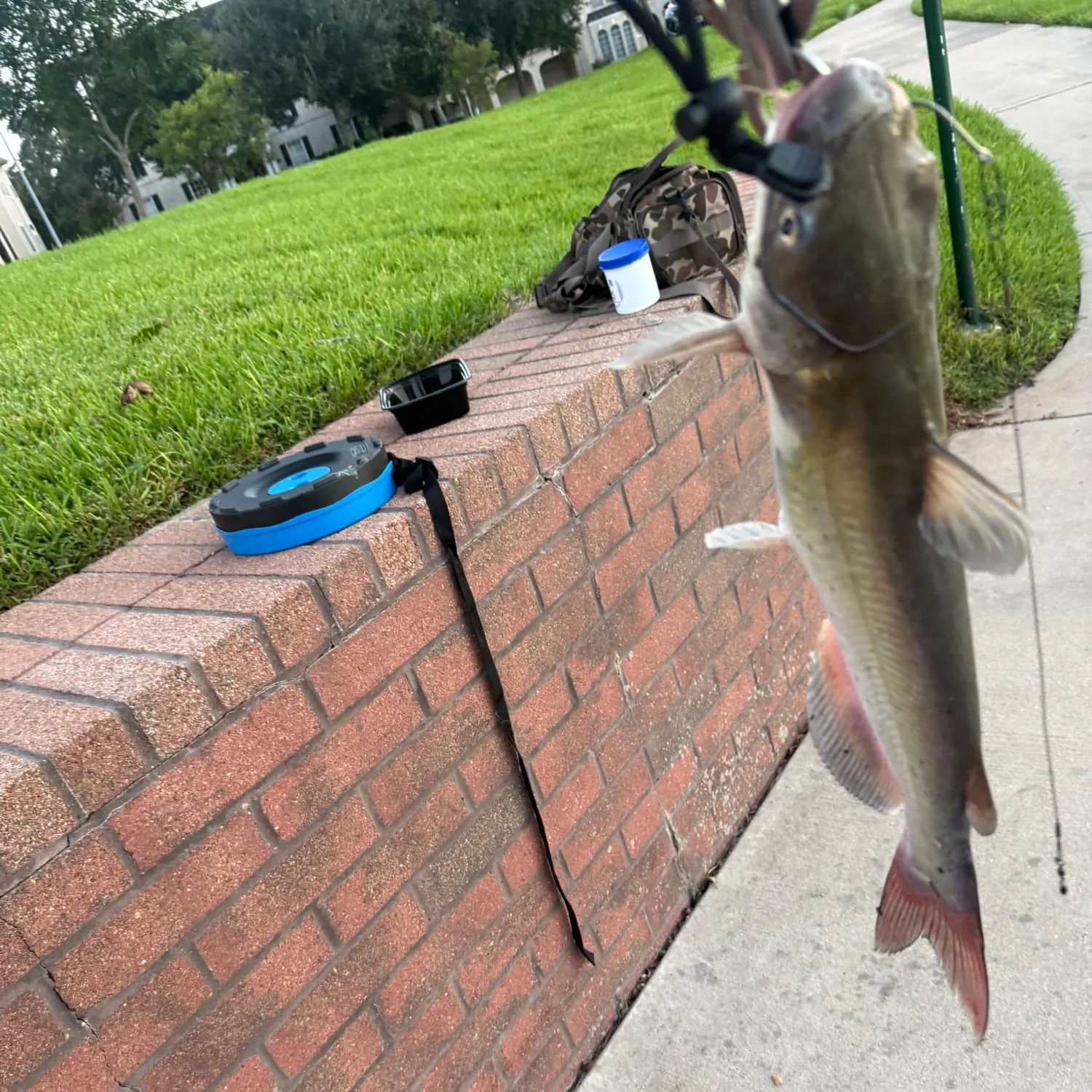 Channel catfish caught on Fishbrain