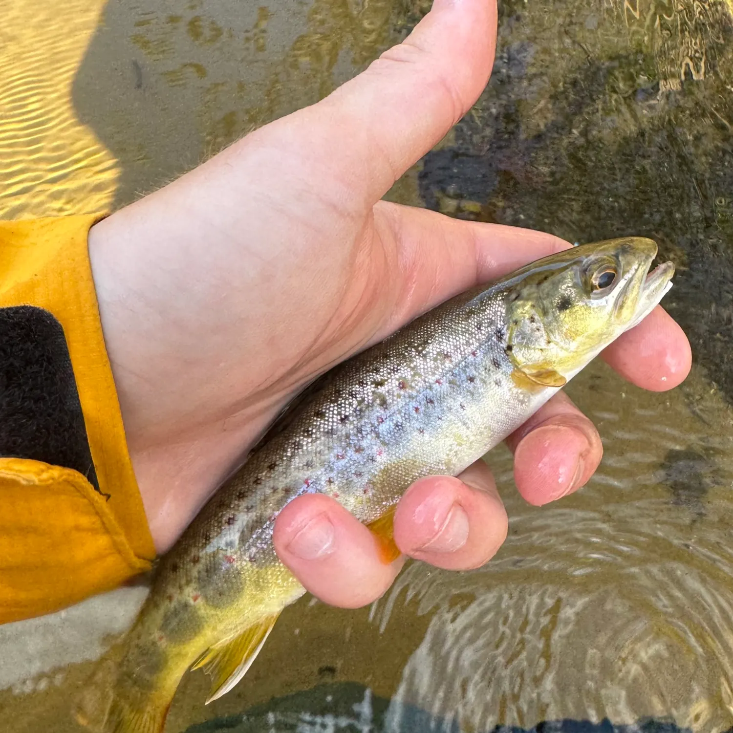 Brown trout caught on Fishbrain