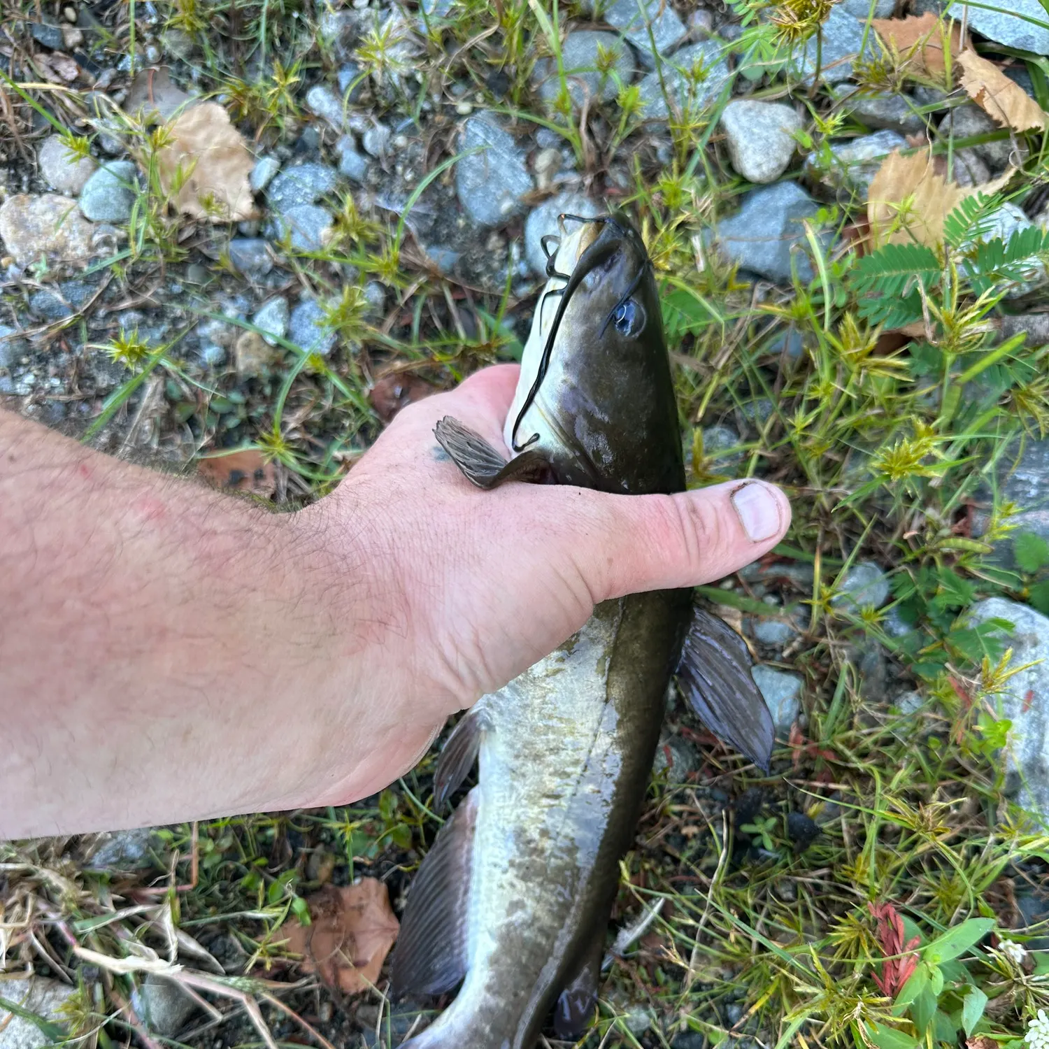 Brown bullhead caught on Fishbrain