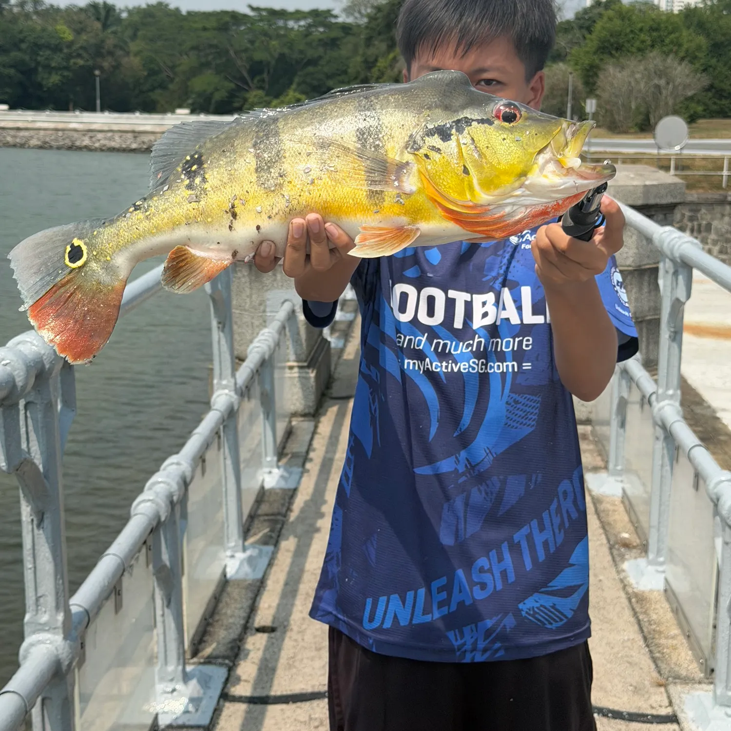 Butterfly peacock bass caught on Fishbrain